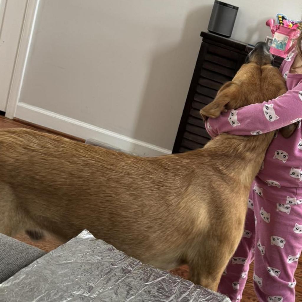 Enlarge Wally, a Adoptable Mixed Breed in Flintstone, MD image 2/6