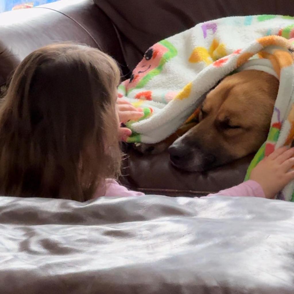 Enlarge Wally, a Adoptable Mixed Breed in Flintstone, MD image 5/6