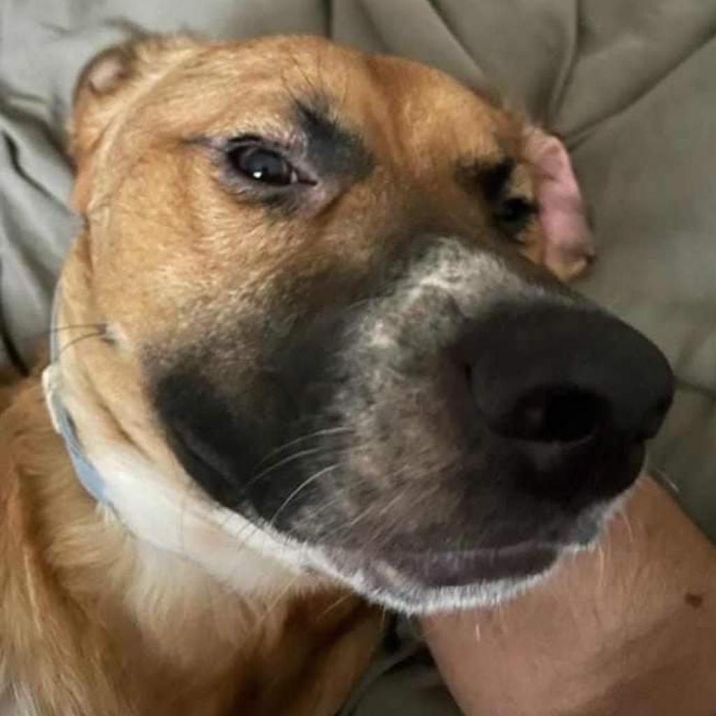 Enlarge Wally, a Adoptable Mixed Breed in Flintstone, MD image 6/6