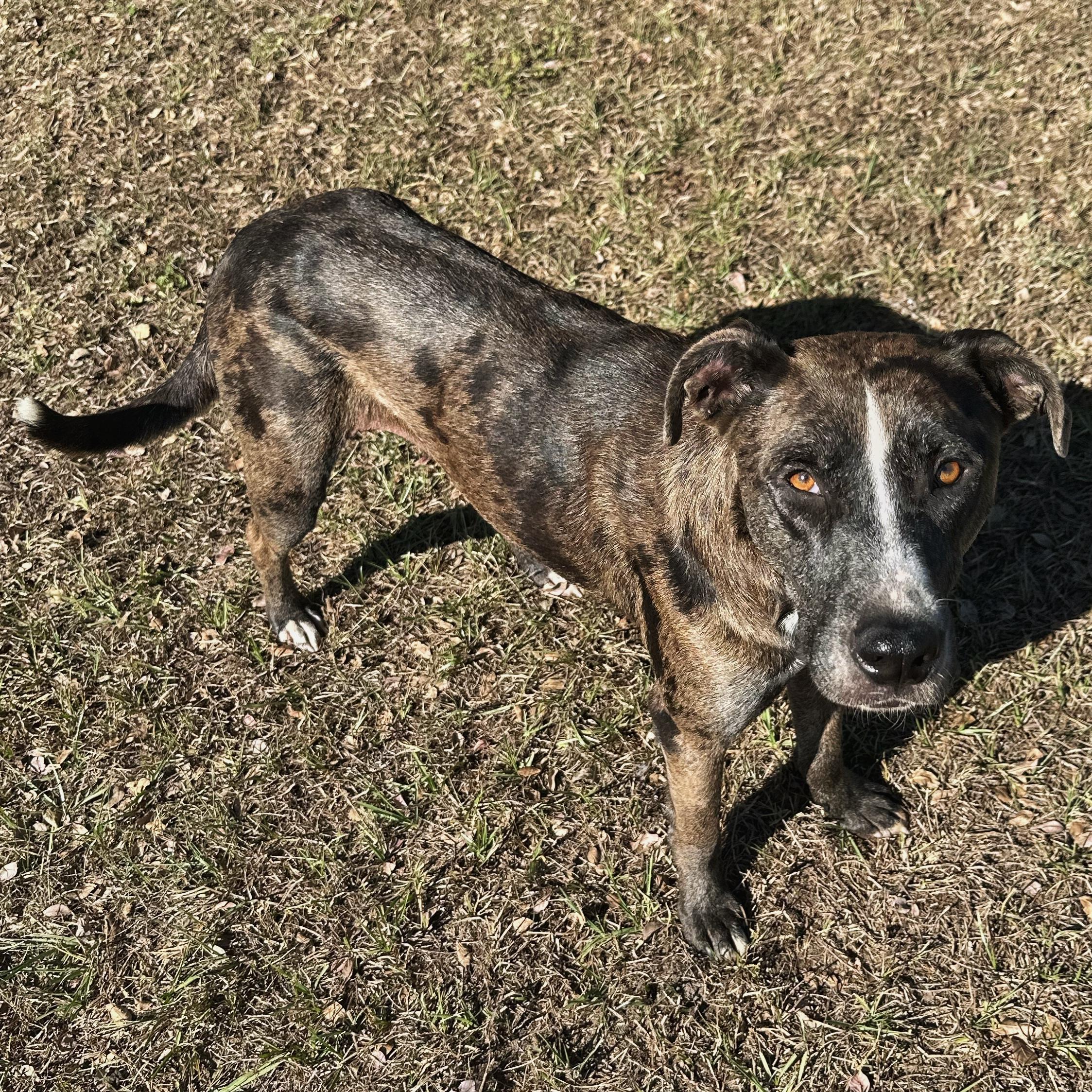 Lenny, an adoptable Catahoula Leopard Dog in Valdosta, GA, 31601 | Photo Image 4