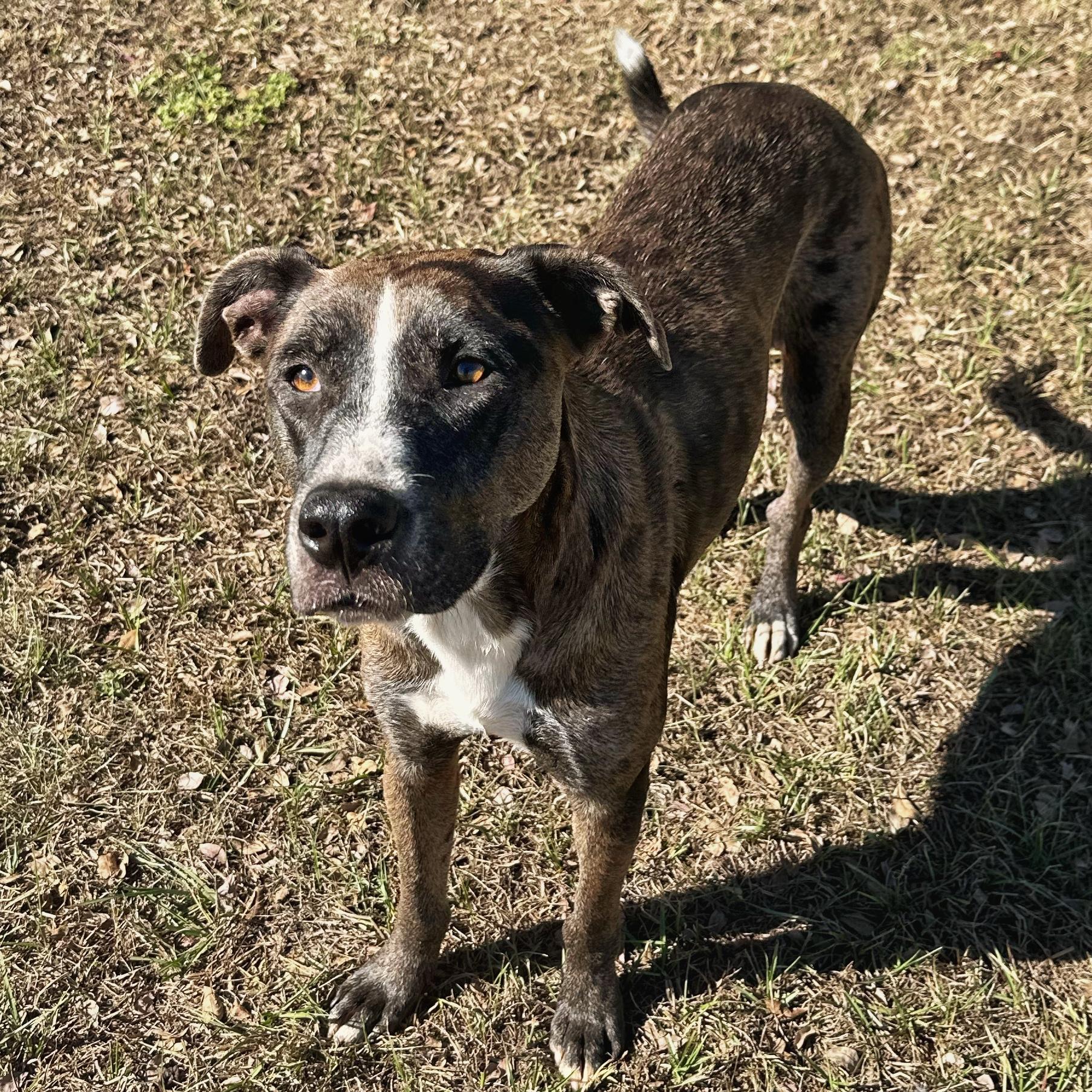 Lenny, an adoptable Catahoula Leopard Dog in Valdosta, GA, 31601 | Photo Image 3