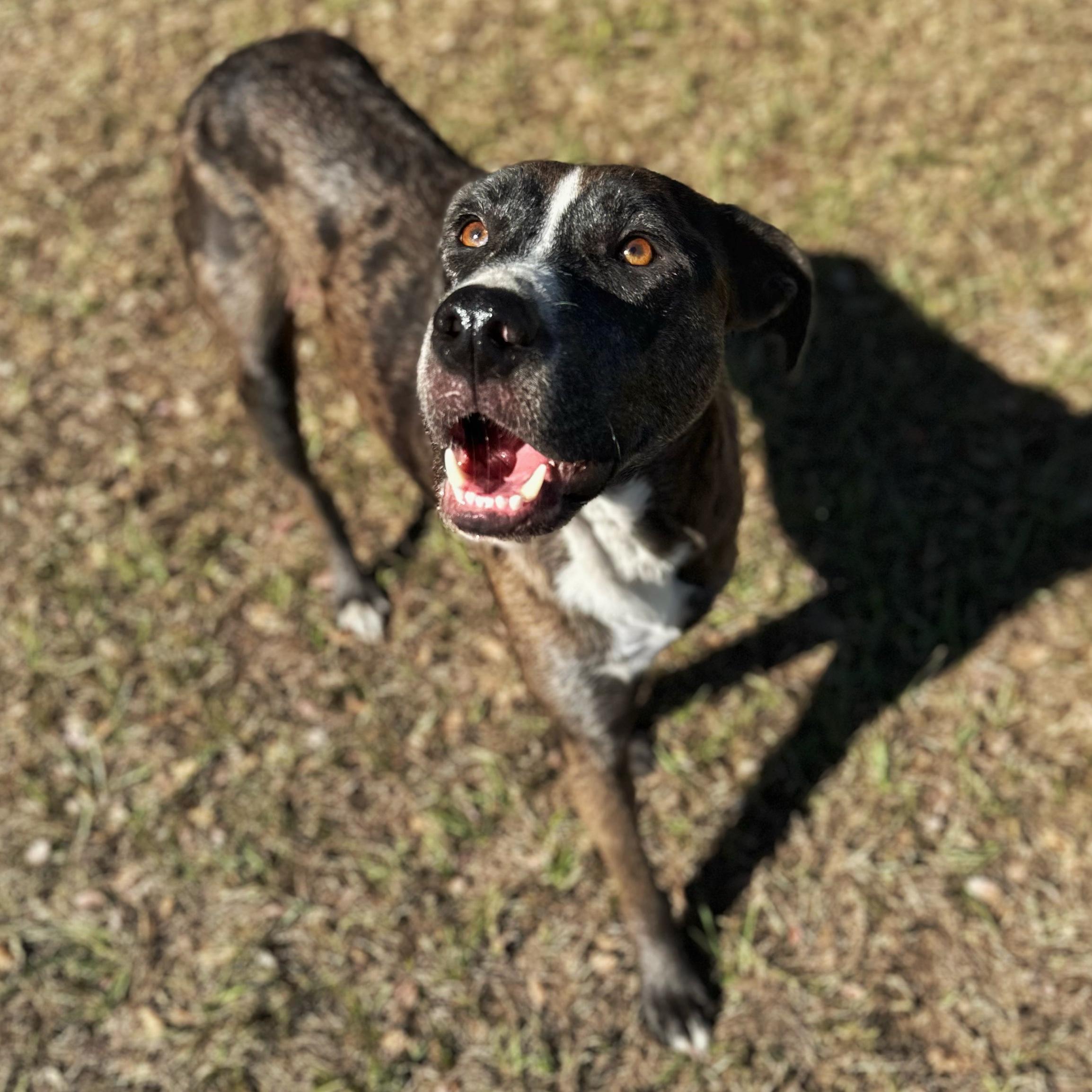 Lenny, an adoptable Catahoula Leopard Dog in Valdosta, GA, 31601 | Photo Image 2