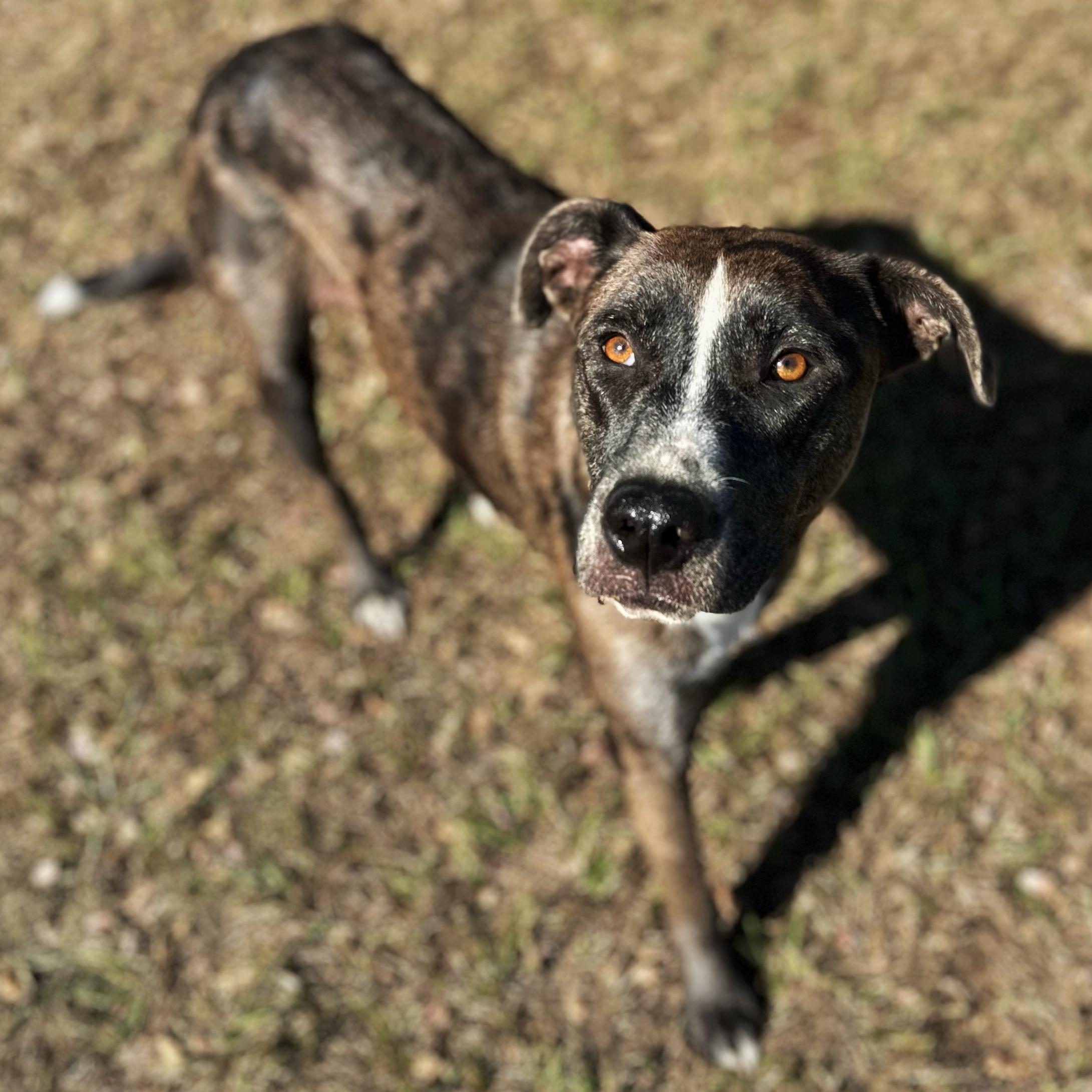 Lenny, an adoptable Catahoula Leopard Dog in Valdosta, GA, 31601 | Photo Image 1