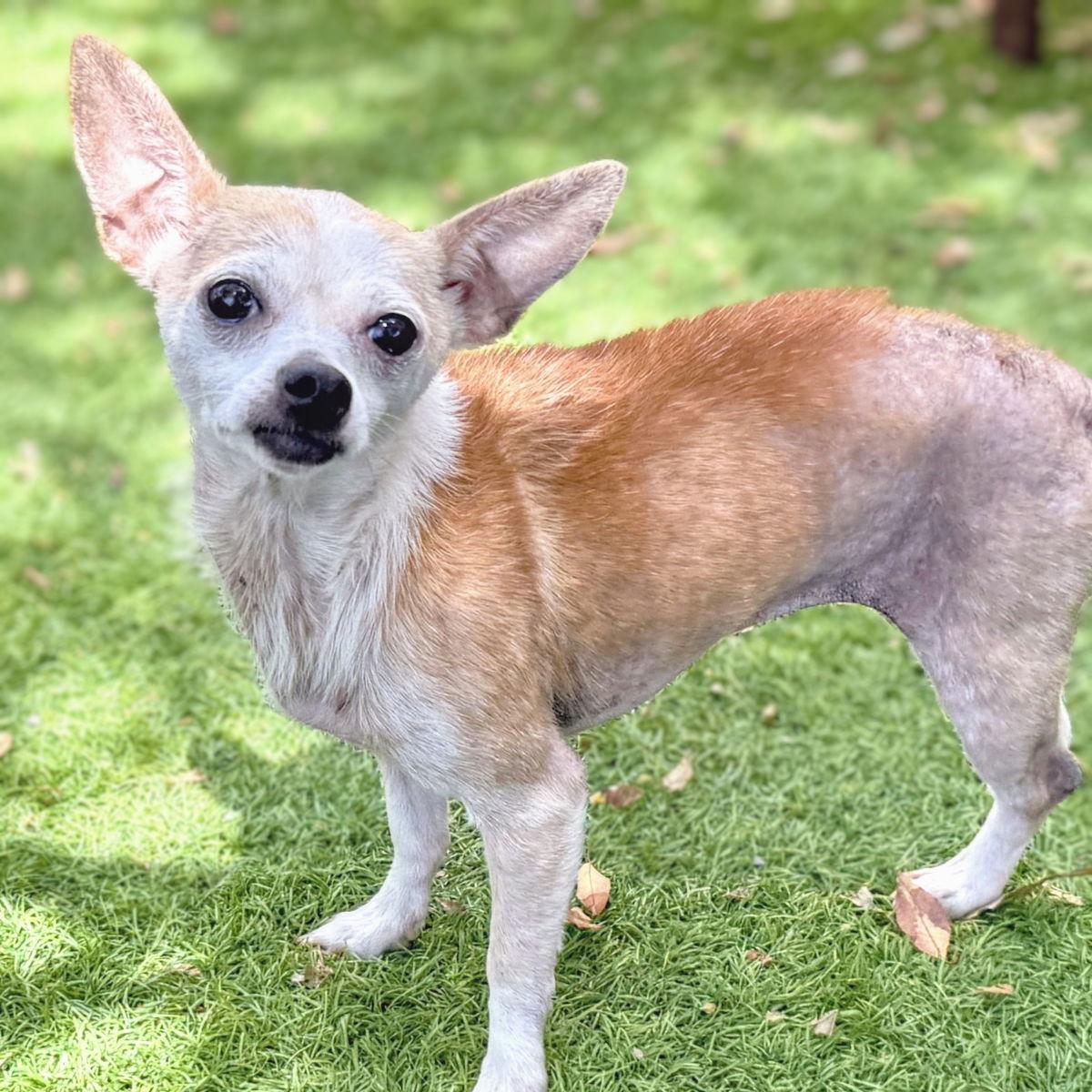 Cori, Adoptable, Senior Female Chihuahua.