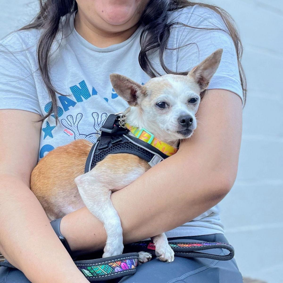 Enlarge Cori, a Adoptable Chihuahua in Oakland, CA image 2/3