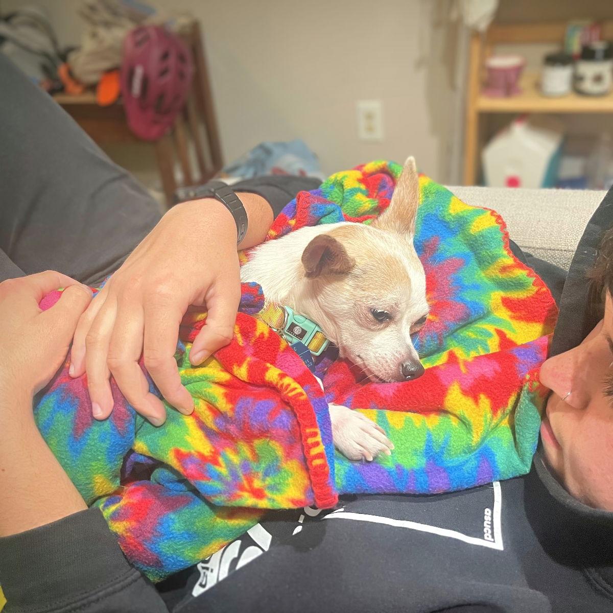 Enlarge Cori, a Adopted Chihuahua in Oakland, CA image 2/3