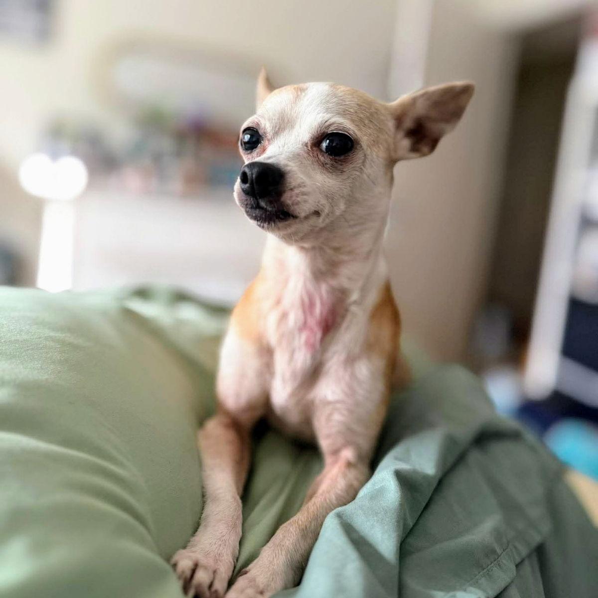 Enlarge Cori, a Adoptable Chihuahua in Oakland, CA image 3/3