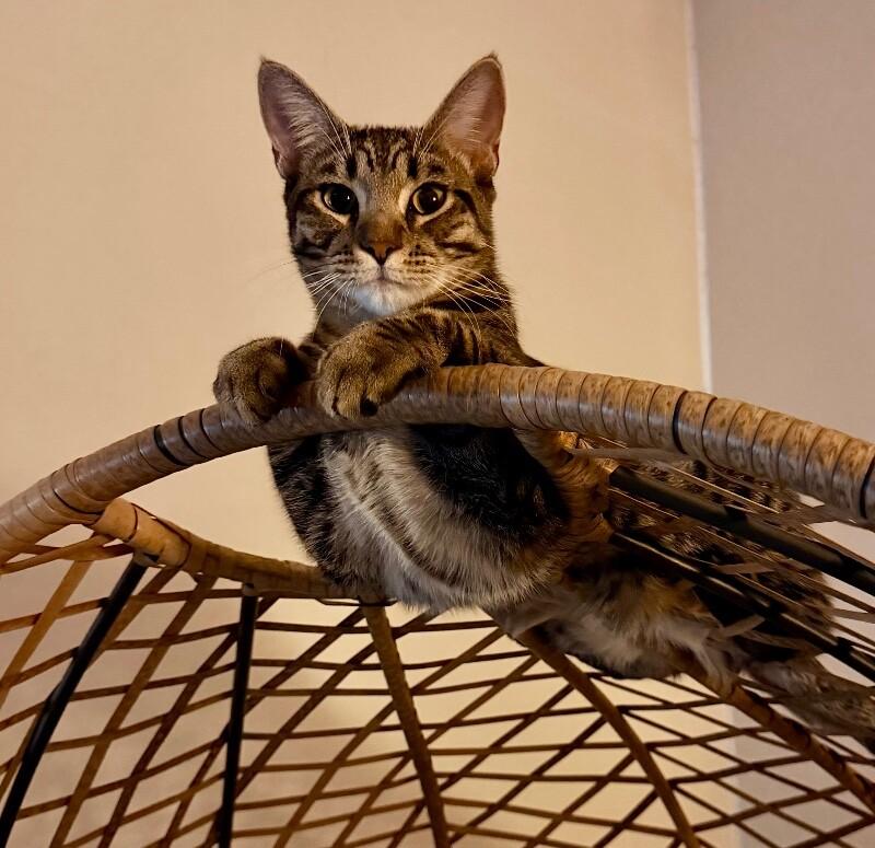 Citrine - Gemstone Litter, Adoptable, Young Female Tabby.