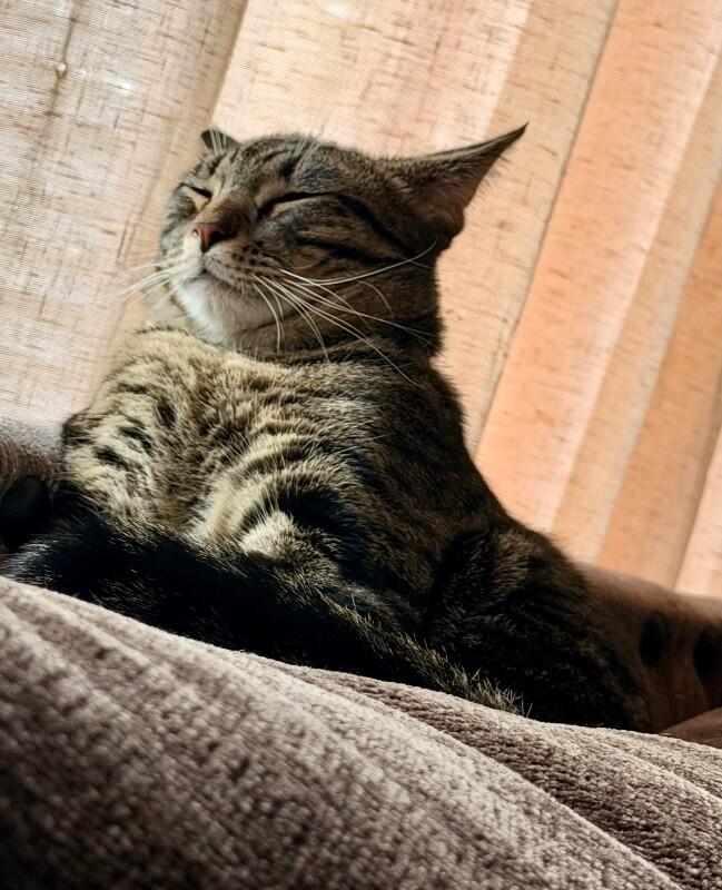 Enlarge Citrine - Gemstone Litter, a Adoptable mixed breed in Anthem, AZ image 2/6