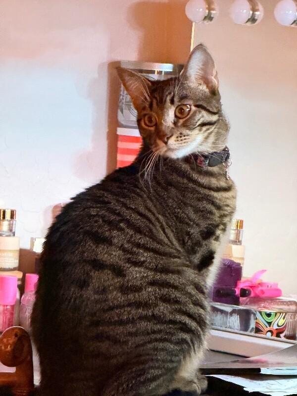 Enlarge Citrine - Gemstone Litter, a Adoptable mixed breed in Anthem, AZ image 3/6