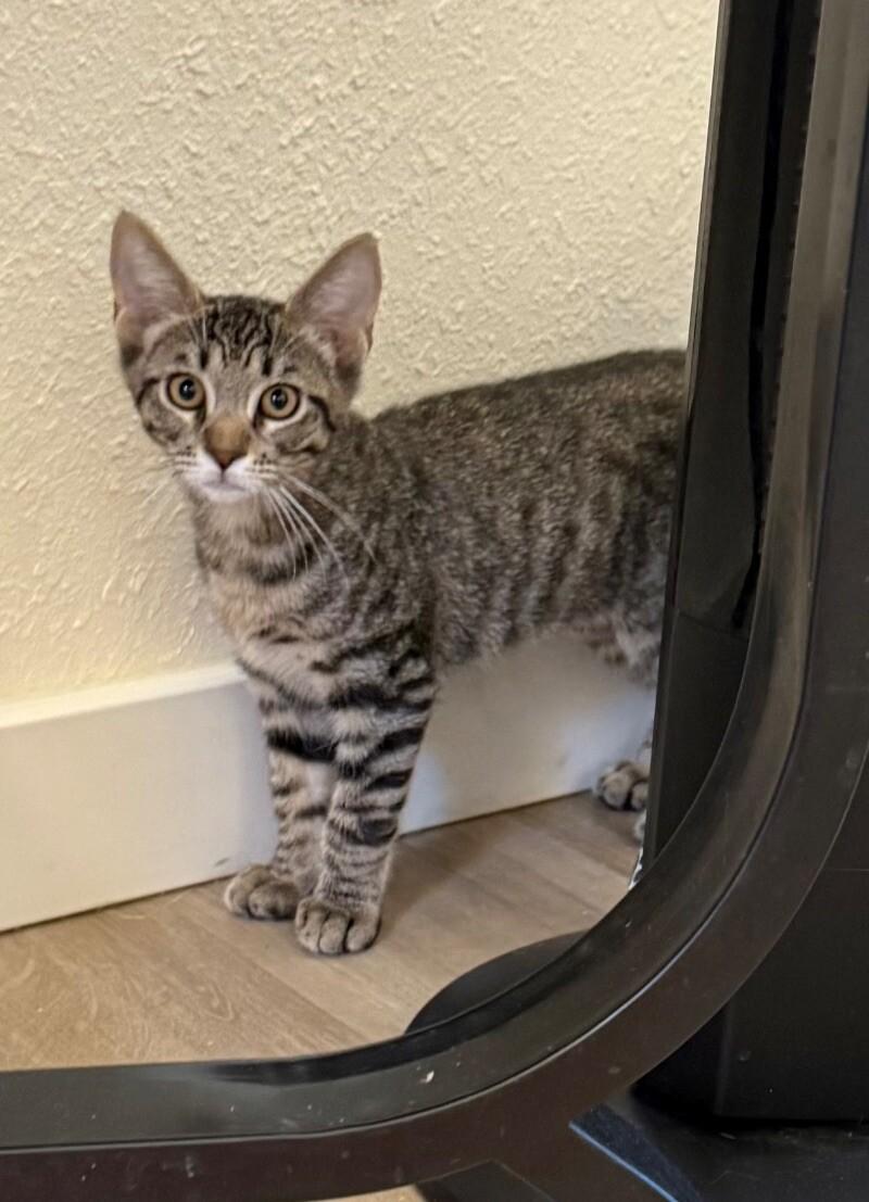 Enlarge Citrine - Gemstone Litter, a Adoptable mixed breed in Anthem, AZ image 4/6