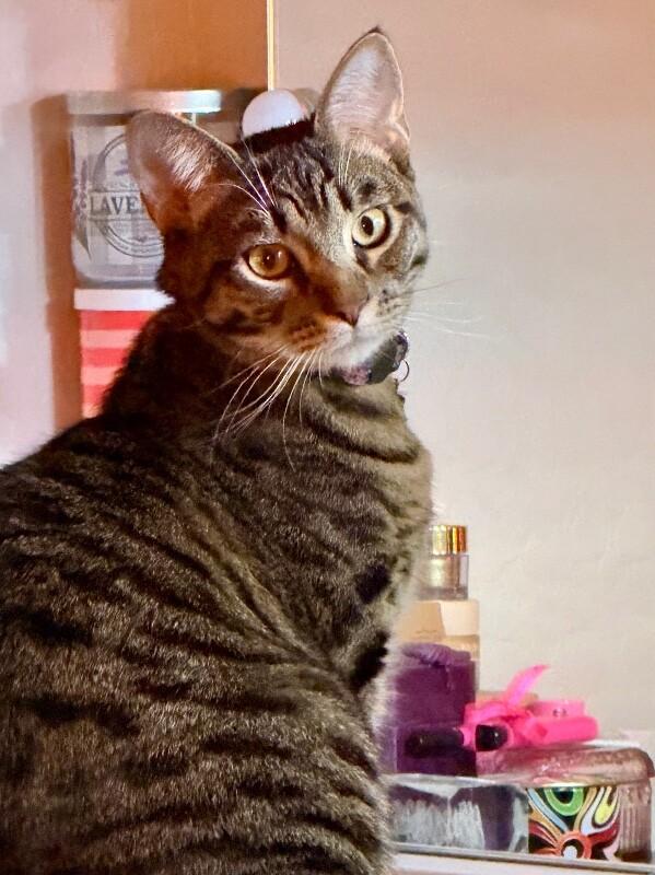 Enlarge Citrine - Gemstone Litter, a Adoptable mixed breed in Anthem, AZ image 5/6