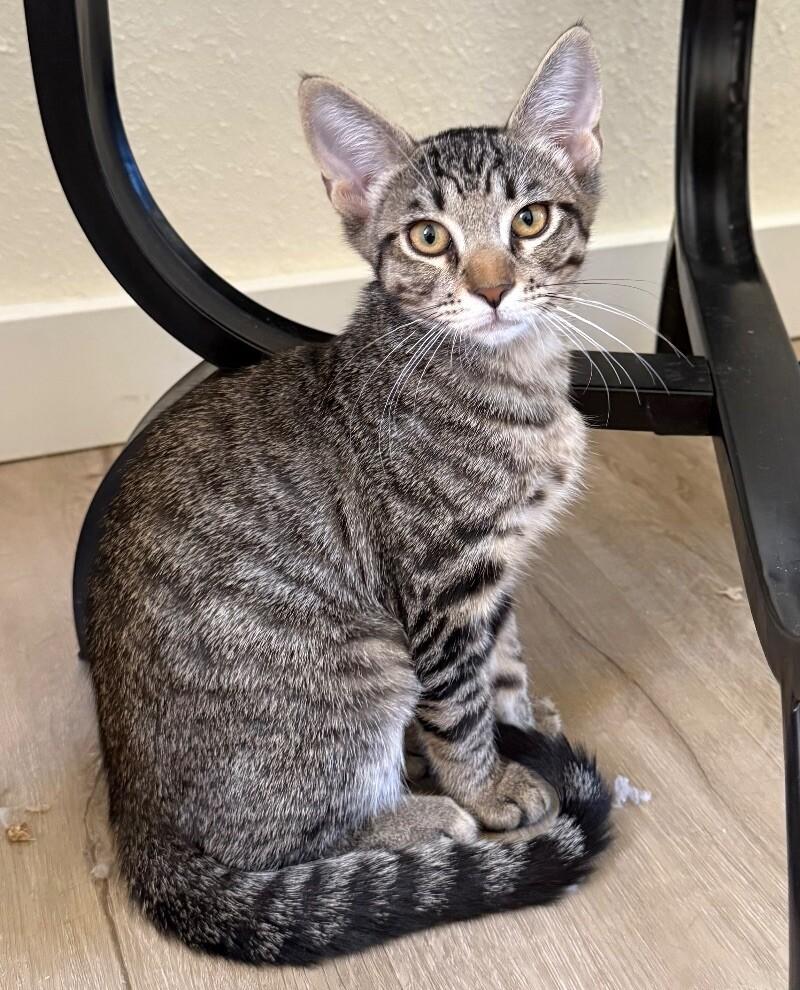 Enlarge Citrine - Gemstone Litter, a Adoptable mixed breed in Anthem, AZ image 6/6