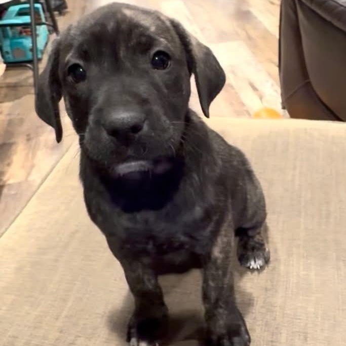 Phoebe, adopted, Puppy Female Labrador Retriever.