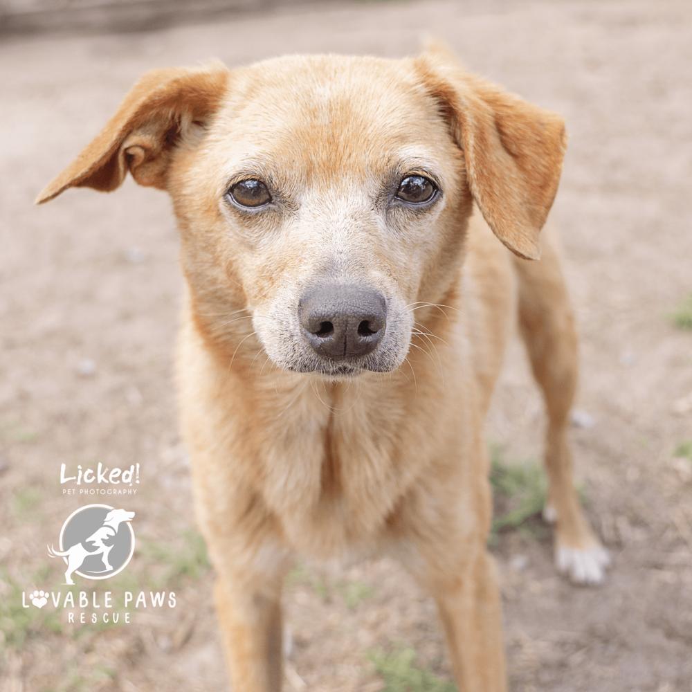 Enlarge Pickett, a Adoptable mixed breed in Ridgeland, SC image 1/2