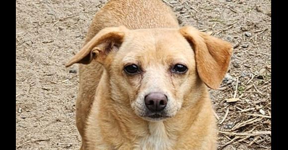 Enlarge Pickett, a Adoptable mixed breed in Ridgeland, SC image 2/2