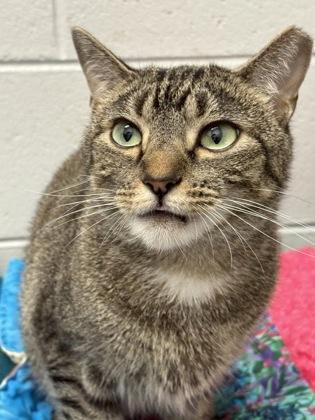 Kicho — thumbnail 2