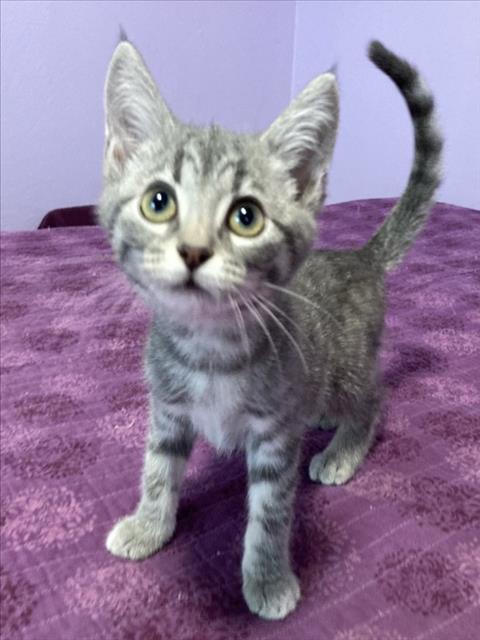 Enlarge *COOL RANCH, a Adoptable Domestic Short Hair in Woodland, CA image 1/1