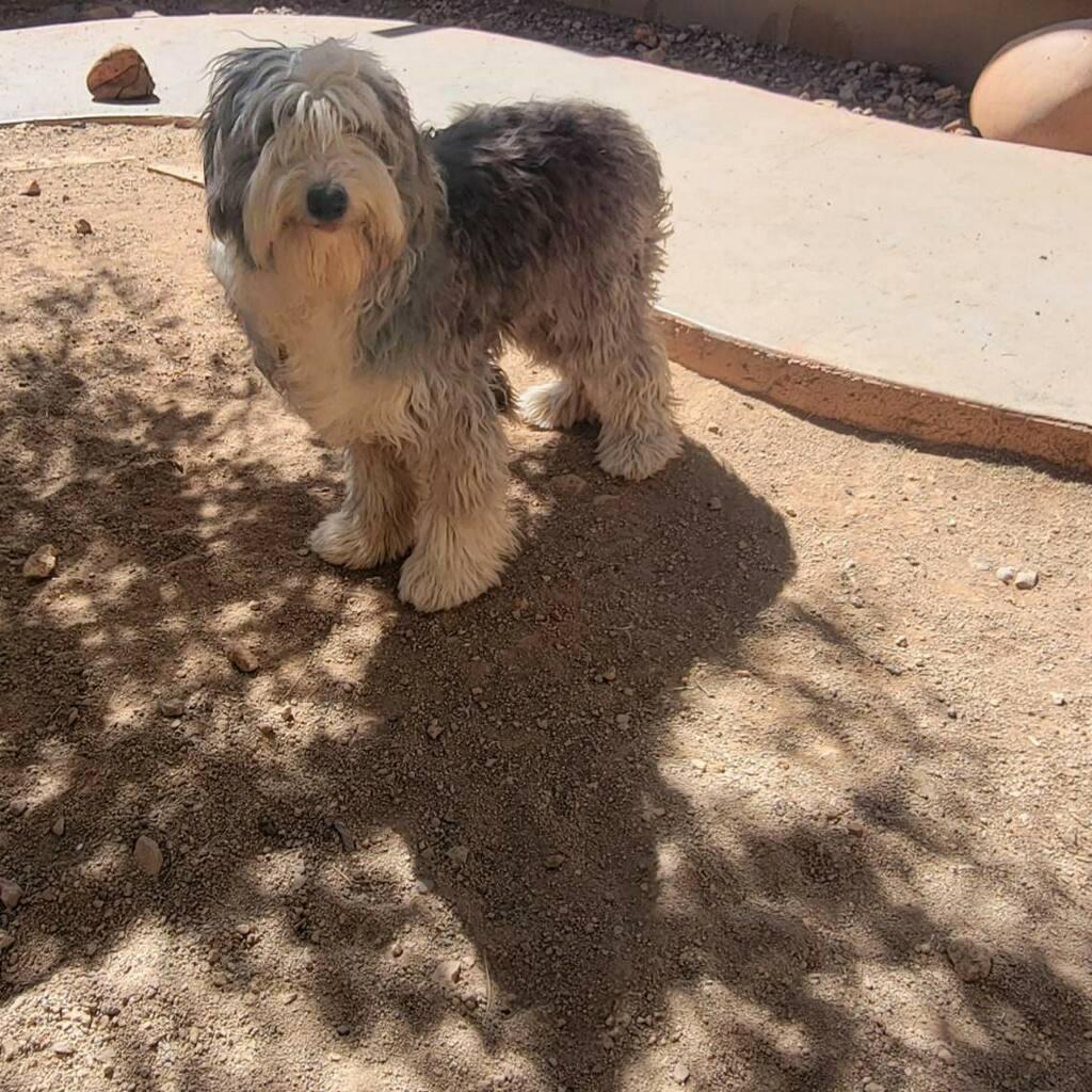 Milo, ADOPTABLE, Puppy Male Old English Sheepdog.