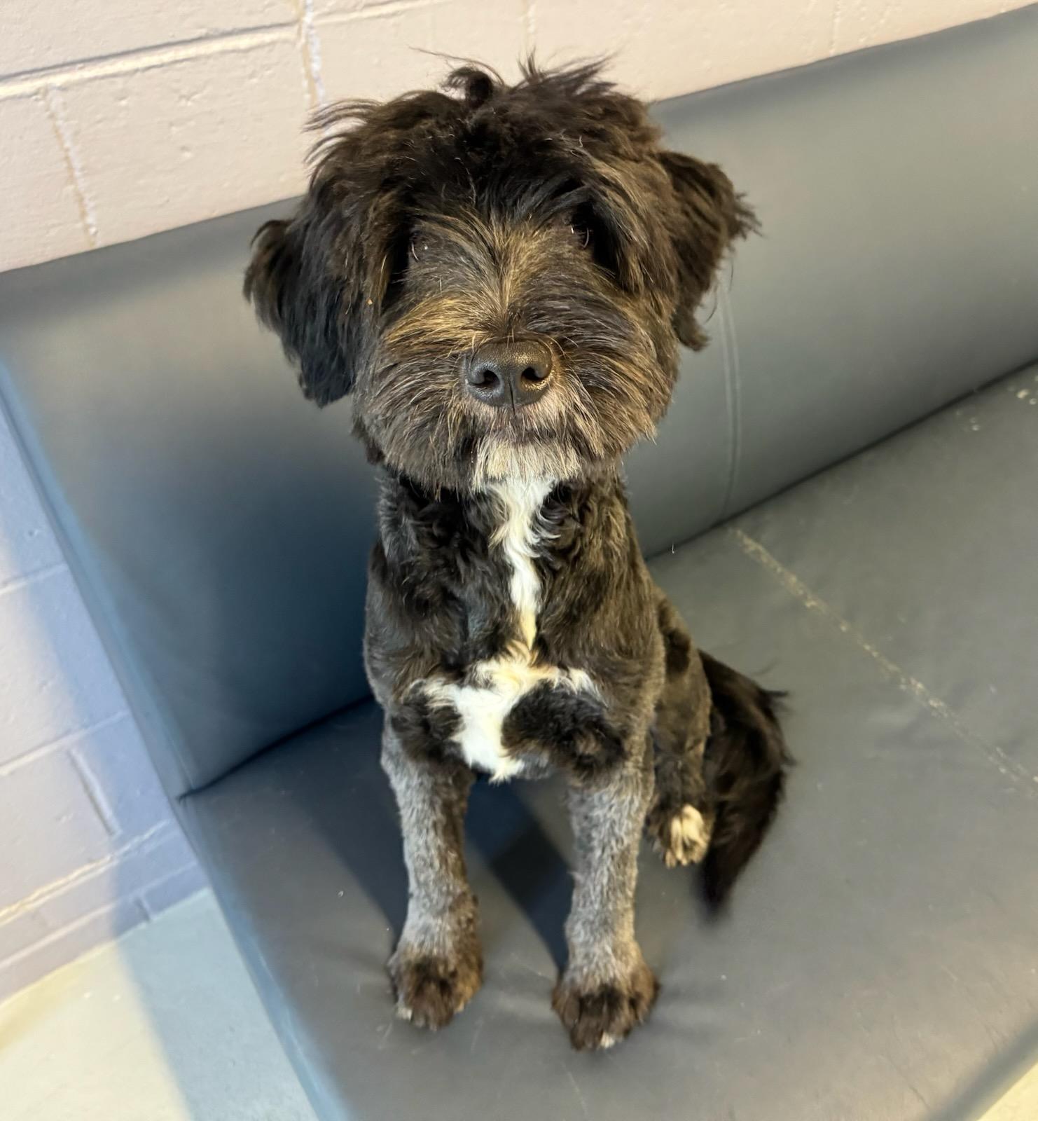 Magic, adopted, Young Male Mixed Breed.