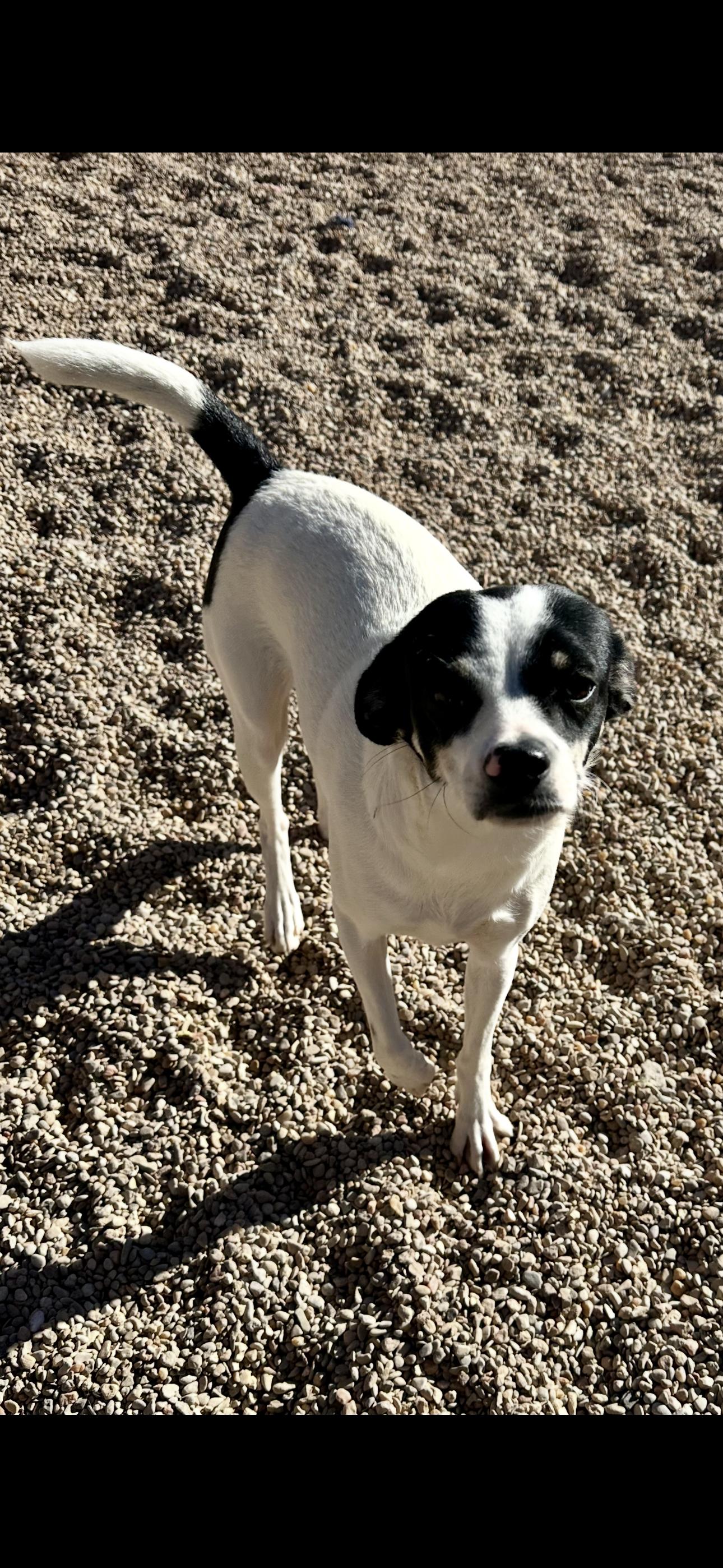 Lady, Adoptable, Adult Female Chihuahua.