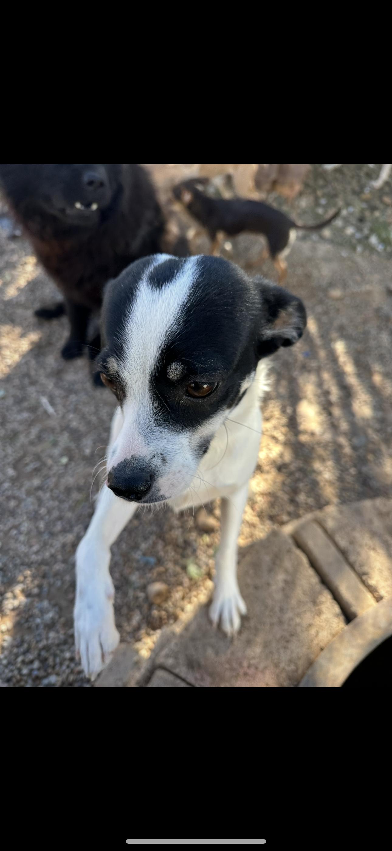 Lady, a Adoptable mixed breed in Clovis, NM image 2/3