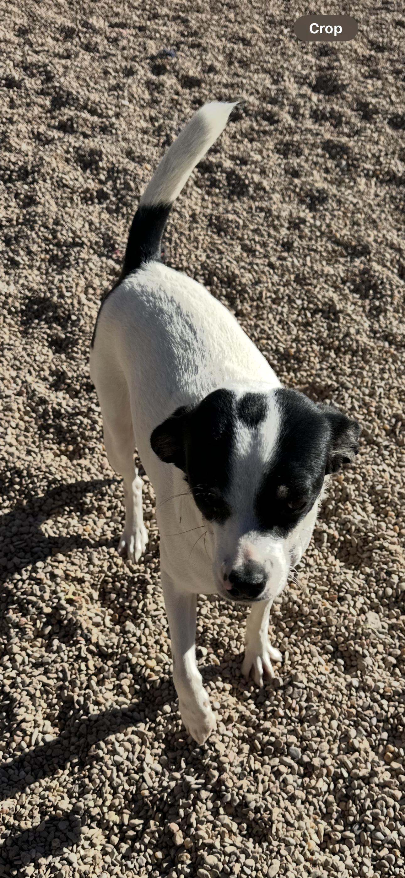 Lady, a Adoptable mixed breed in Clovis, NM image 3/3