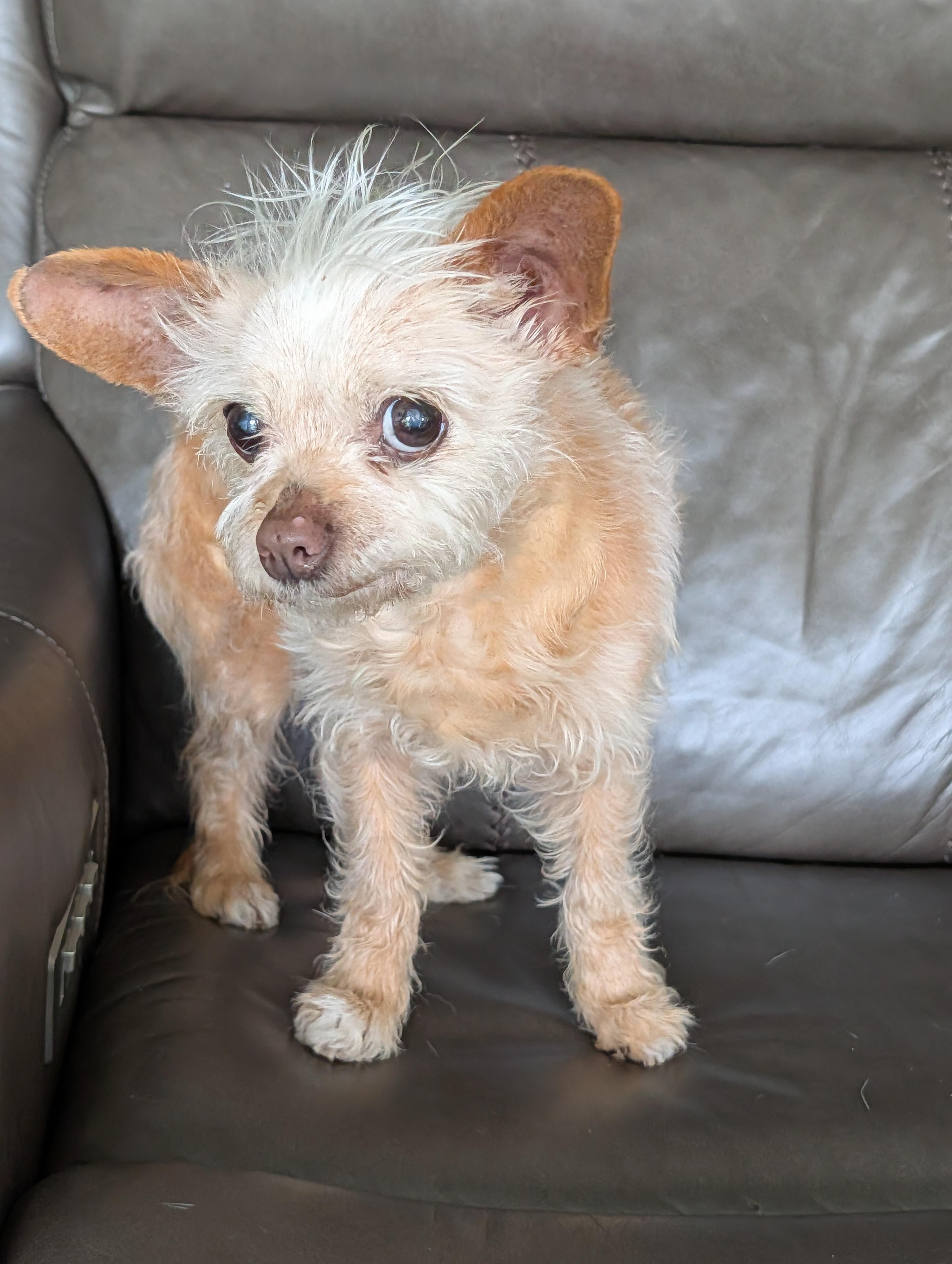 Enlarge Fancy, an adopted mixed breed in Baton Rouge, LA image 3/6