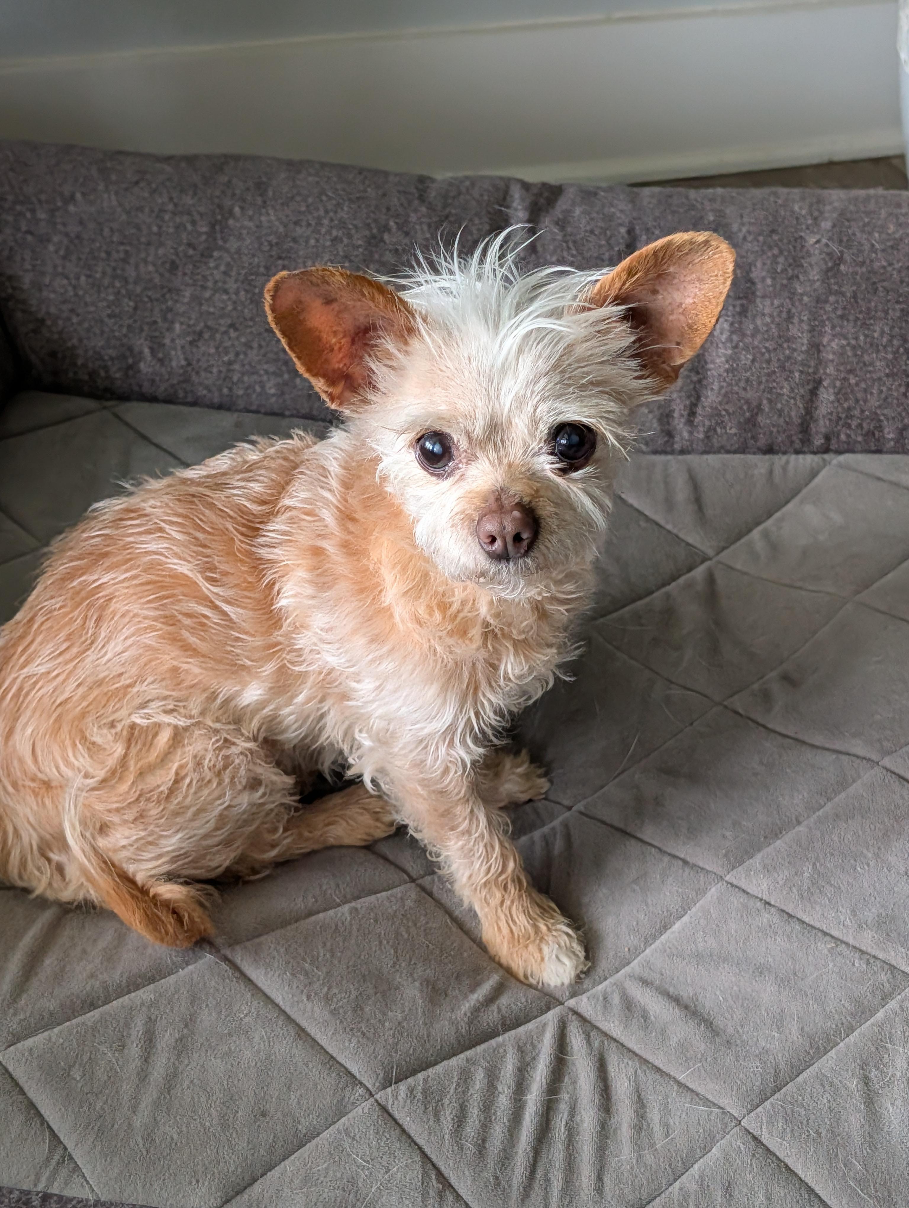 Enlarge Fancy, an adopted mixed breed in Baton Rouge, LA image 2/6