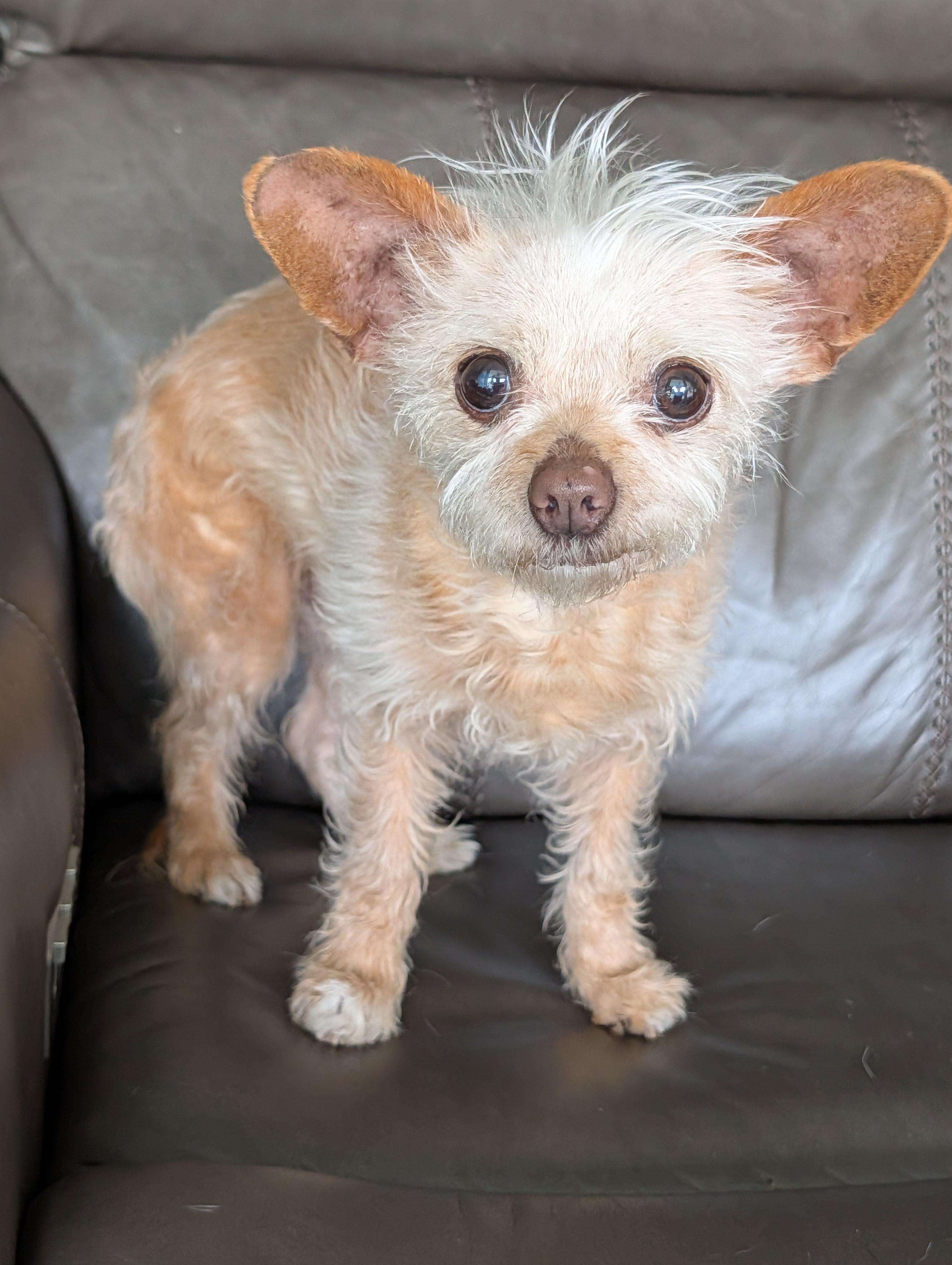 Enlarge Fancy, an adopted mixed breed in Baton Rouge, LA image 1/6