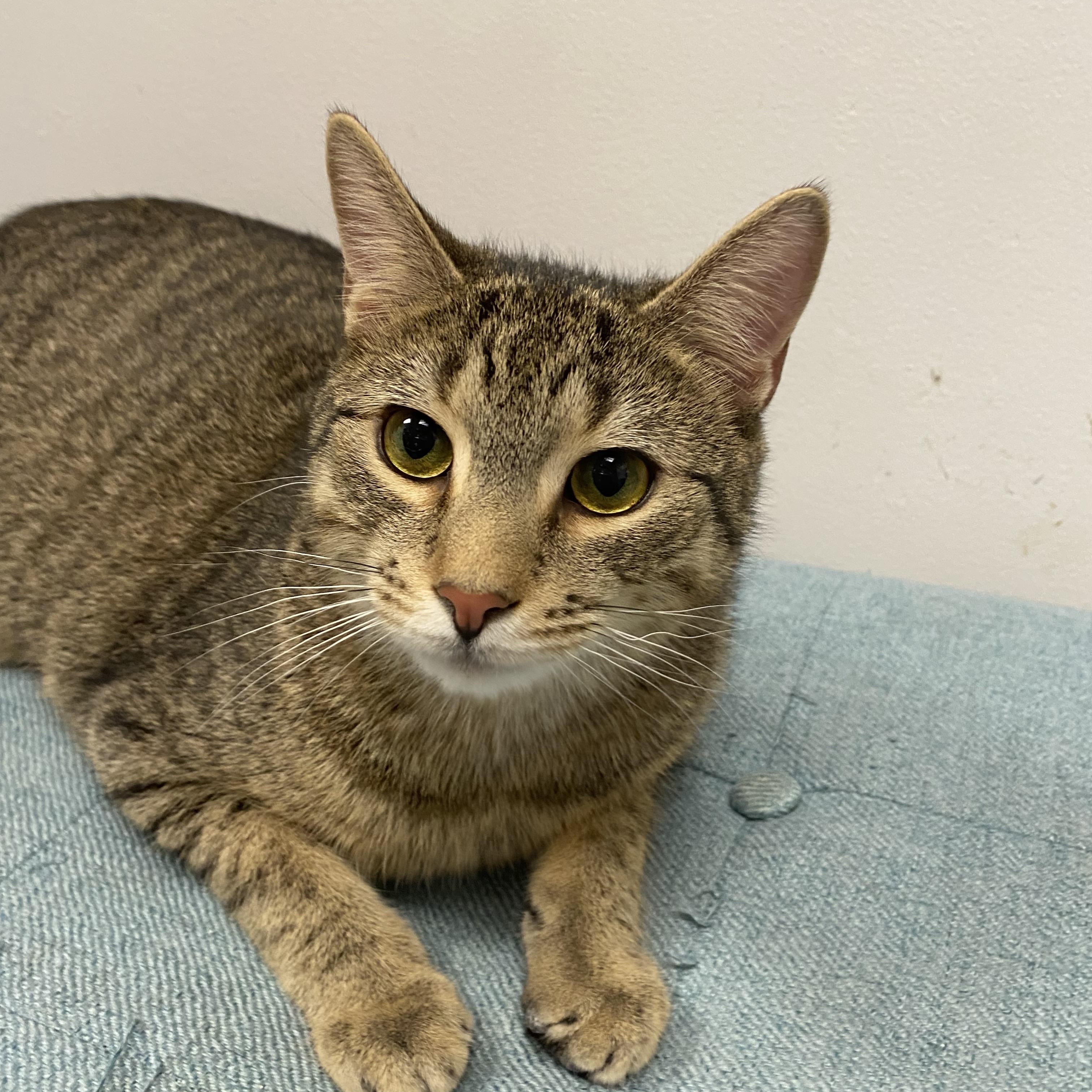 Enlarge Julio”Jules”, a Adoptable Domestic Short Hair in Norwalk, CT image 1/1