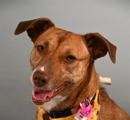 HAZEL, Adoptable, Adult Female Basenji & Mixed Breed.