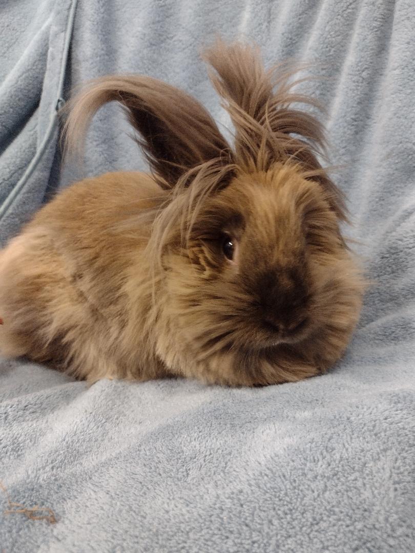 Enlarge Bardot, an adopted Lionhead in Plymouth, MI image 1/4