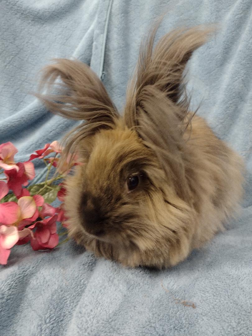 Enlarge Bardot, an adopted Lionhead in Plymouth, MI image 4/4