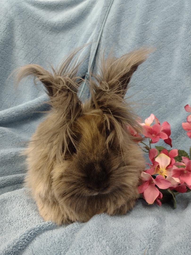 Enlarge Bardot, an adopted Lionhead in Plymouth, MI image 3/4