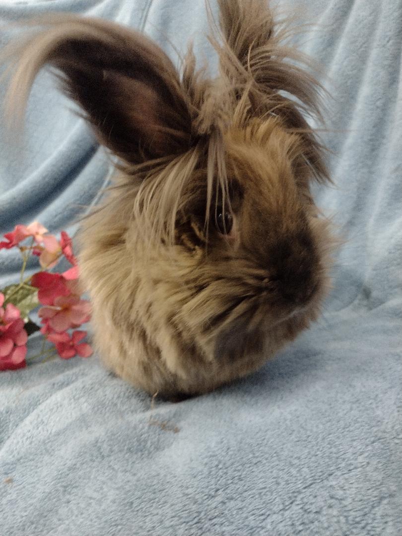 Enlarge Bardot, an adopted Lionhead in Plymouth, MI image 2/4