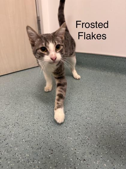 Frosted Flakes, Adoptable, Kitten Male Domestic Short Hair & Domestic Short Hair.