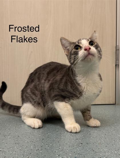 Frosted Flakes, a Adoptable Domestic Short Hair image 2/3