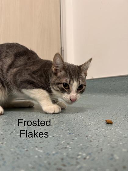 Frosted Flakes, a Adoptable Domestic Short Hair image 3/3