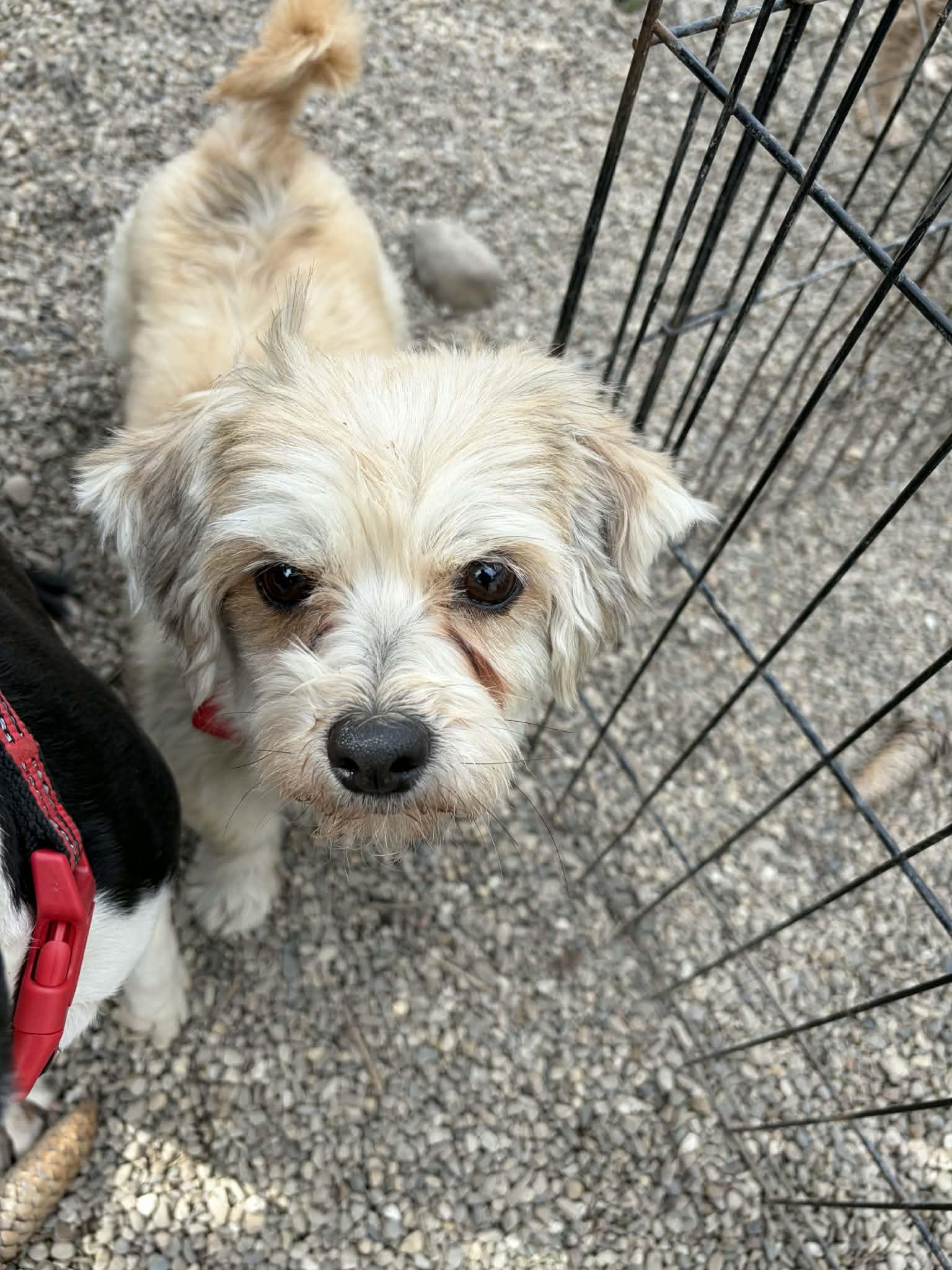 Carmel - Adoption Pending, Adoptable, Adult Female Pomeranian & Poodle.