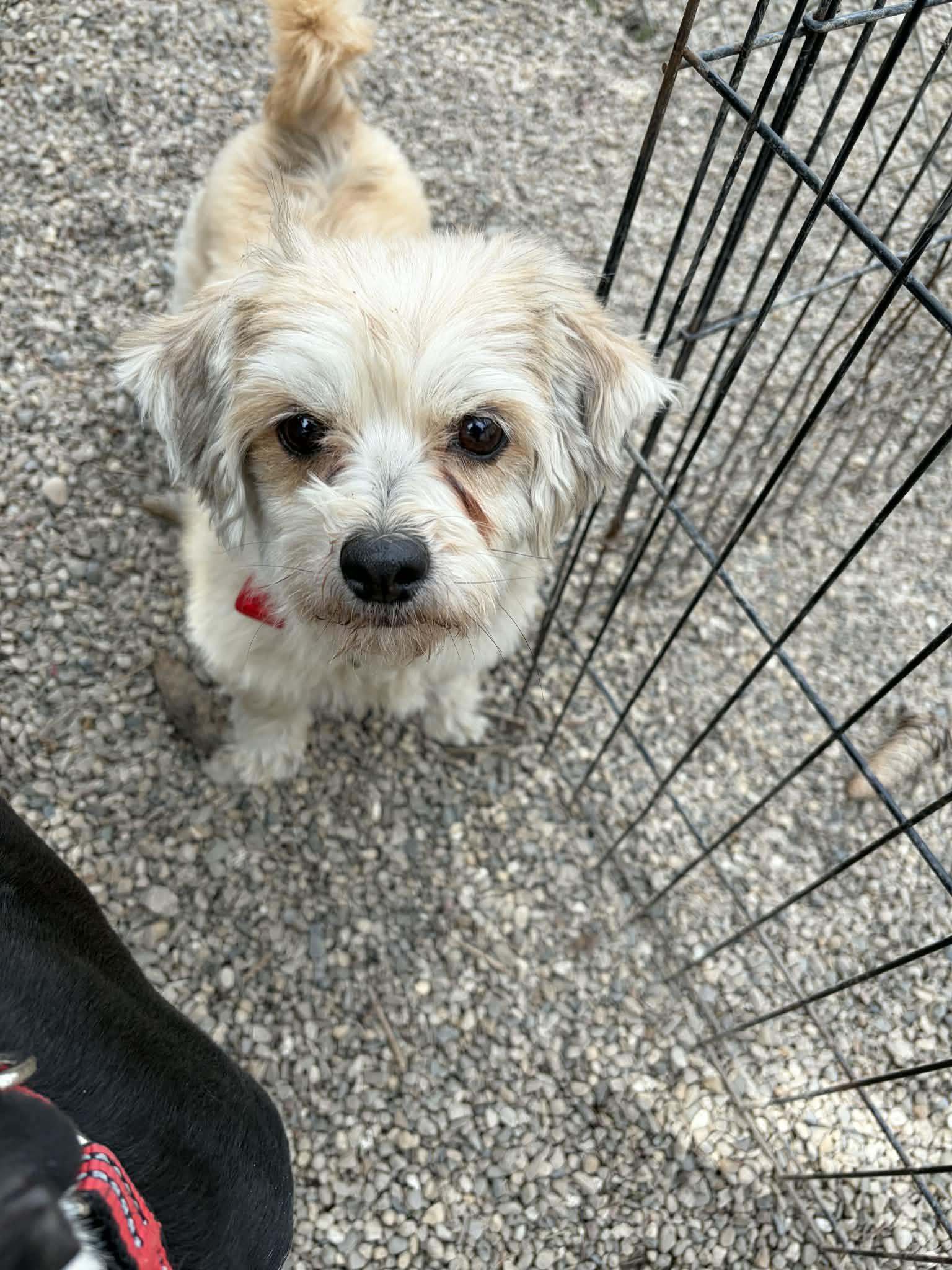 Enlarge Carmel - Adoption Pending, a Adoptable mixed breed in Mukwonago, WI image 2/2