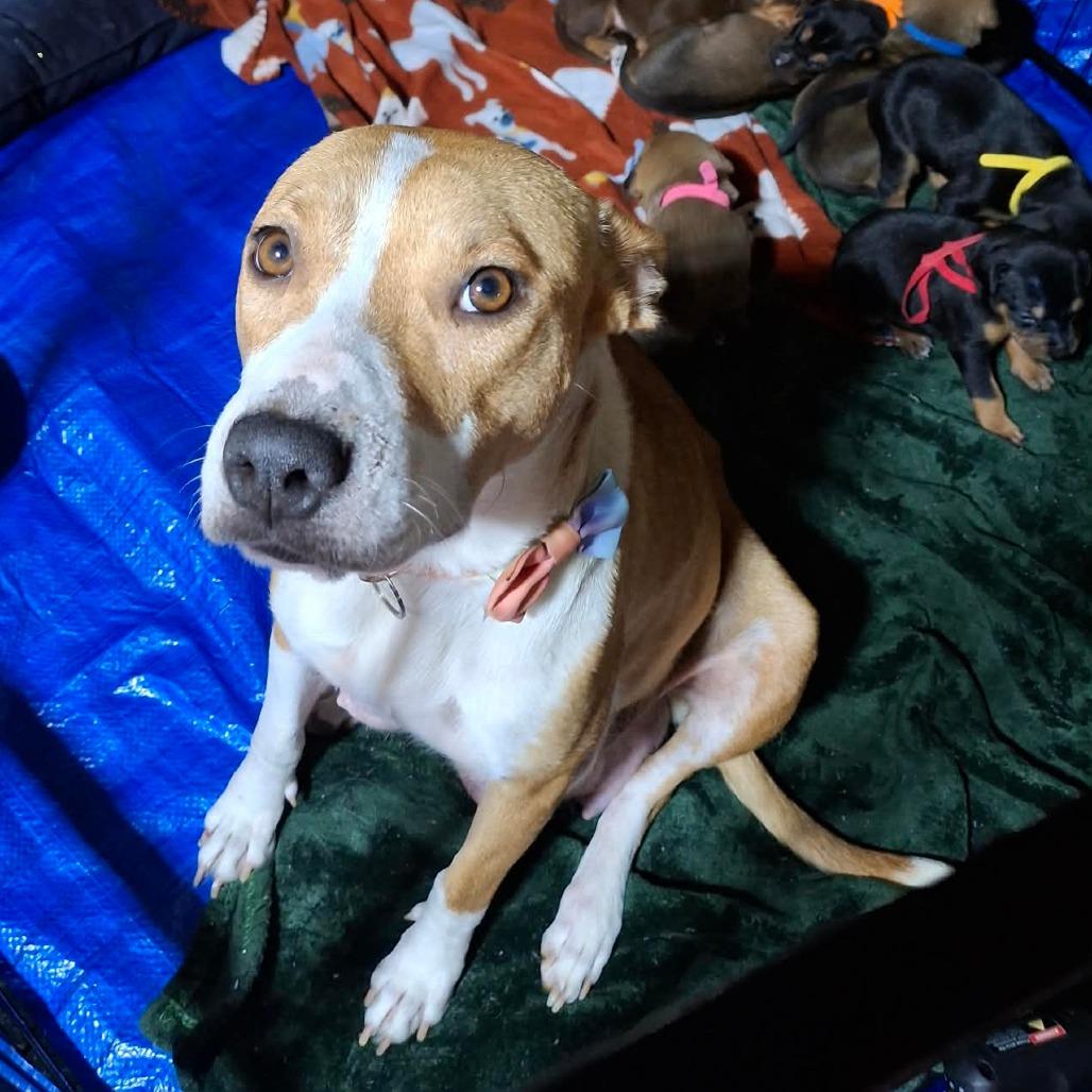 Honey, Adoptable, Adult Female Mixed Breed.