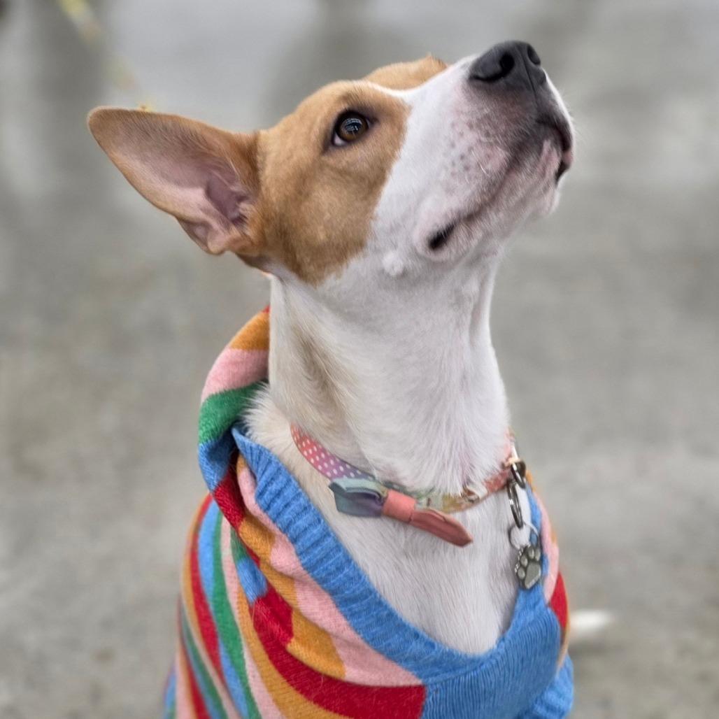 Honey, a Adoptable Mixed Breed in Lima, OH image 2/6