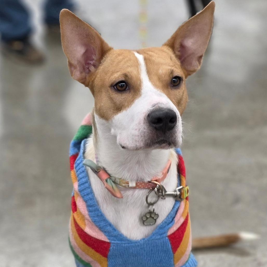 Honey, a Adoptable Mixed Breed in Lima, OH image 5/6