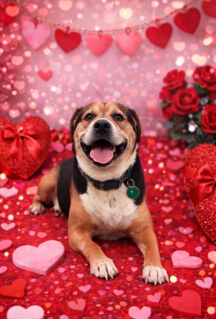 Enlarge Reese, a Adoptable mixed breed in Detroit, MI image 1/3