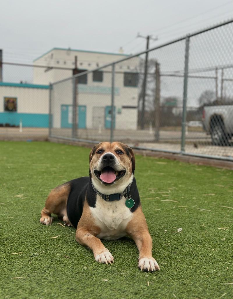 Enlarge Reese, a Adoptable mixed breed in Detroit, MI image 2/3