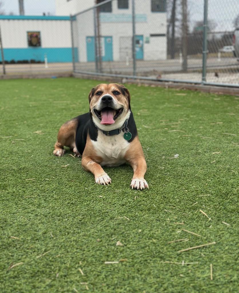 Enlarge Reese, a Adoptable mixed breed in Detroit, MI image 3/3