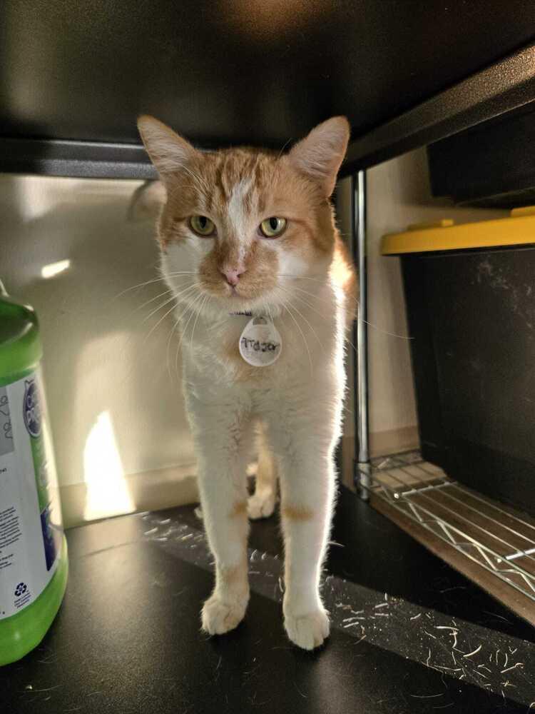 Enlarge Tigger 3, a Adoptable mixed breed in tucson, AZ image 1/3