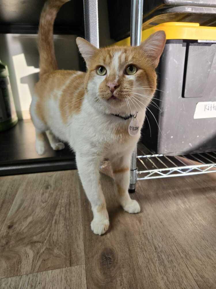 Enlarge Tigger 3, a Adoptable mixed breed in tucson, AZ image 2/3