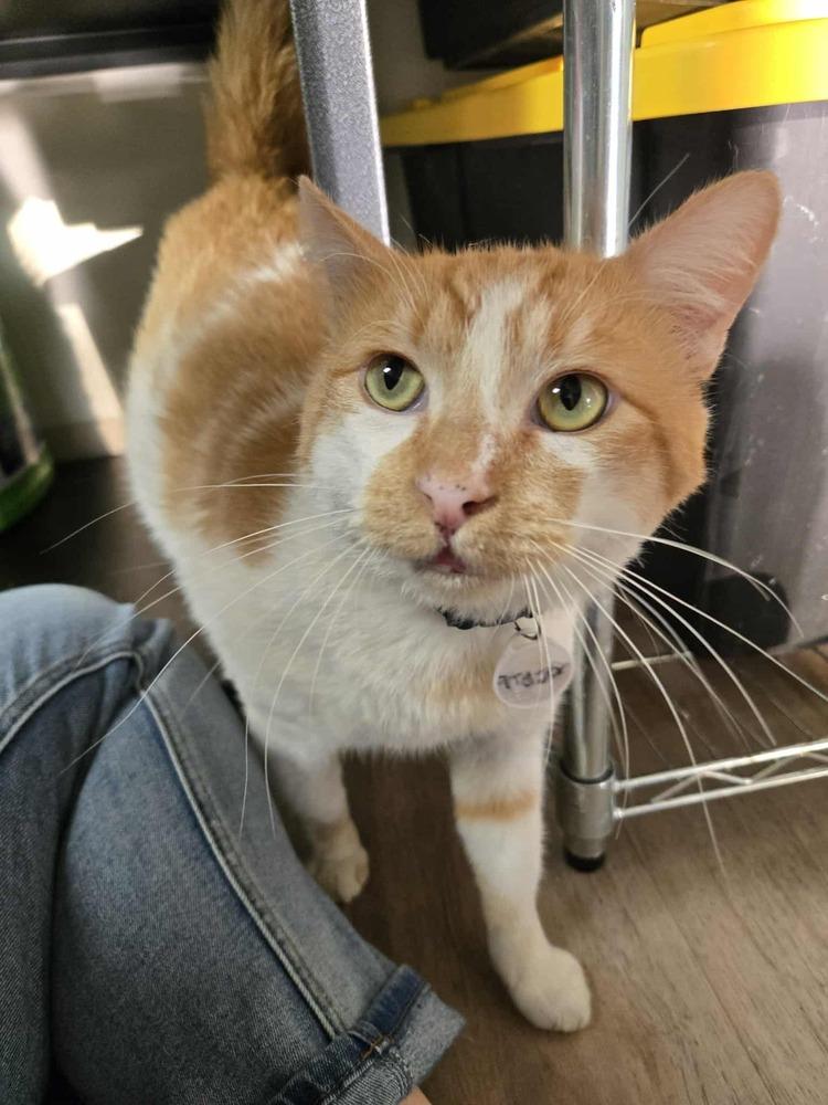 Enlarge Tigger 3, a Adoptable mixed breed in tucson, AZ image 3/3